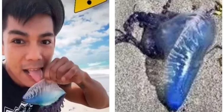 Influencer lame criatura venenosa para hacerse viral en TikTok Influencer lame criatura venenosa para hacerse viral en TikTok