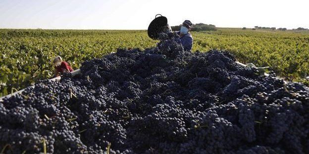 Ribera del Duero pasa a consolidarse internacionalmente en mercados como Canadá y Holanda Ribera del Duero pasa a consolidarse internacionalmente en mercados como Canadá y Holanda