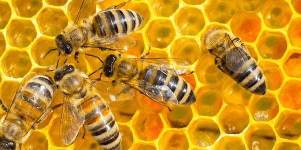 La abeja una centinela ecológica
